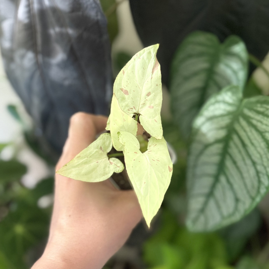 Syngonium 'Strawberry Milk'