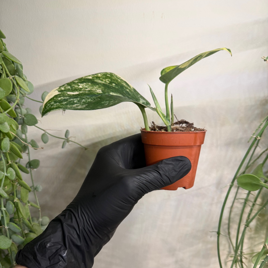 Scindapsus 'Jade Satin Variegata' 7cm - #5