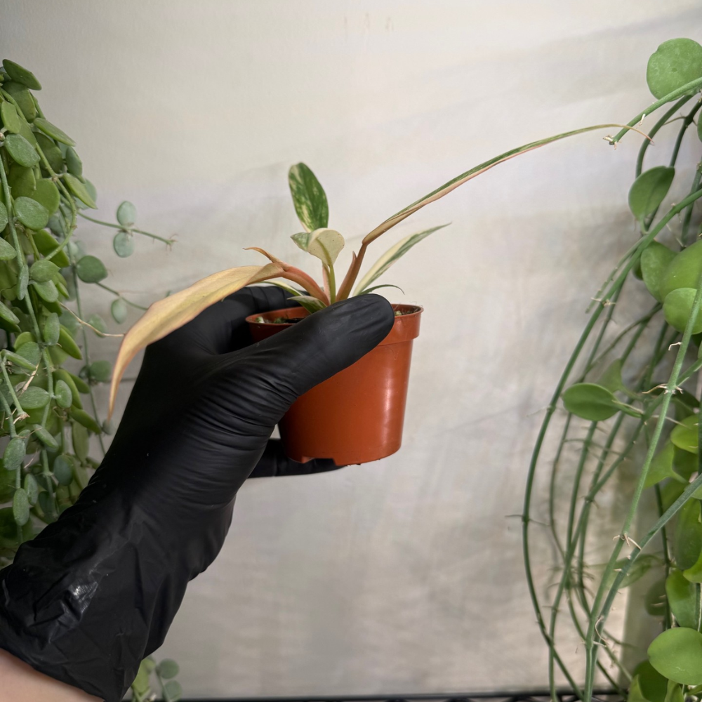 Philodendron 'Caramel Marble' 8cm - #2