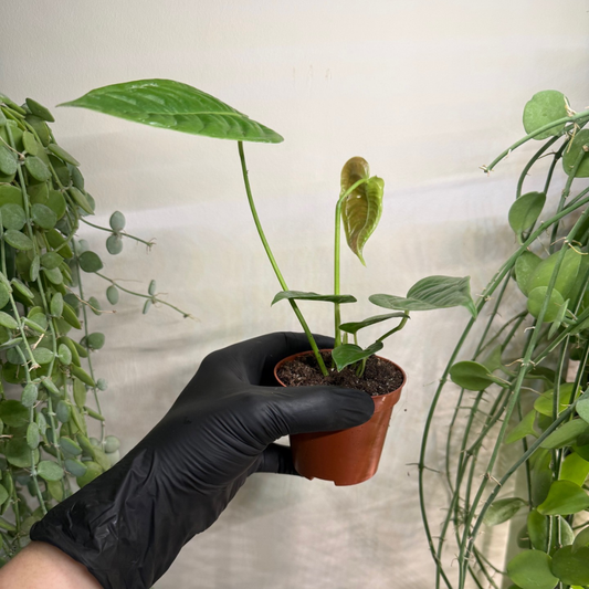 Anthurium veitchii 'Narrow' 8cm - #5