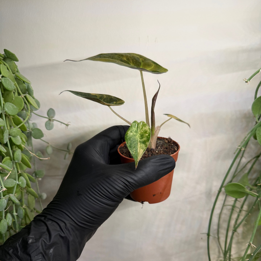 Alocasia wentii 'Variegata' 7cm - #5