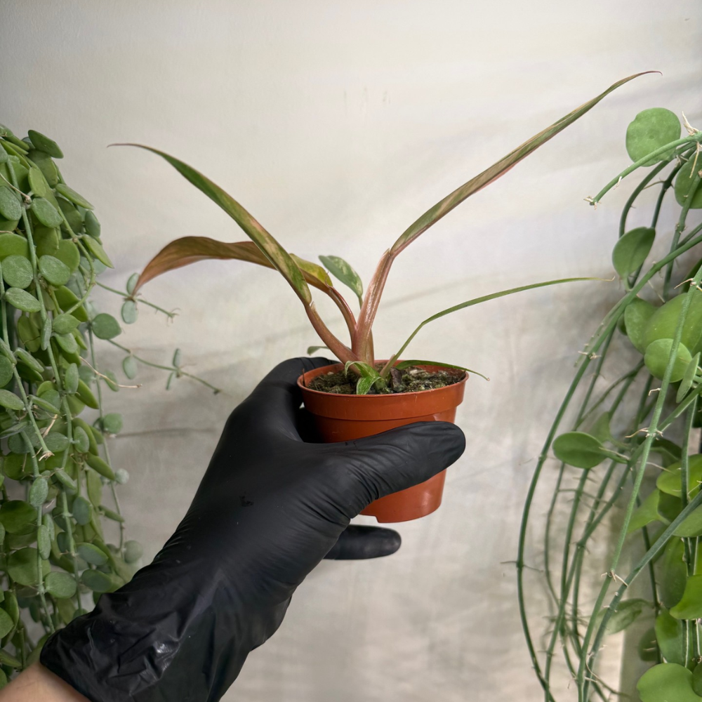 Philodendron 'Caramel Marble' 8cm - #3