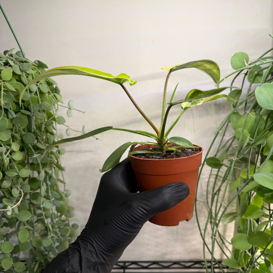 Philodendron 'Florida Beauty' 9cm - #4