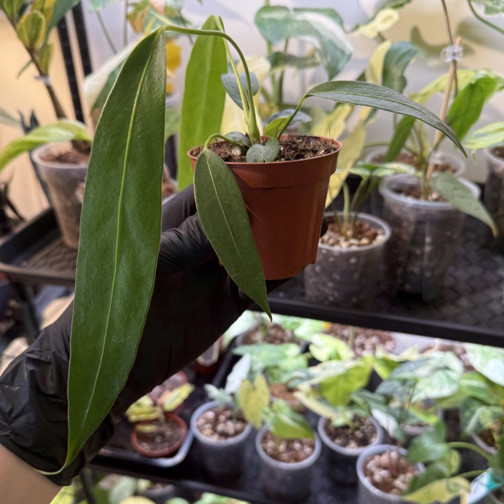 Anthurium wendlingeri