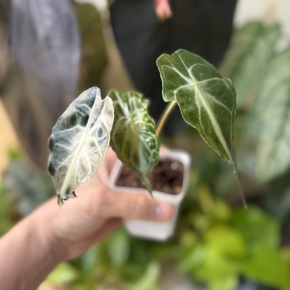 Alocasia 'Venom'