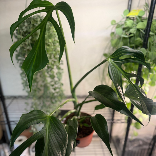 Monstera 'Burle Marx Flame' 15cm - #1