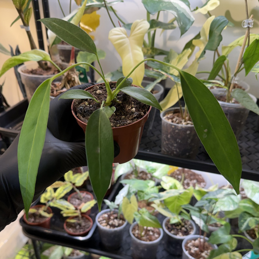 Anthurium wendlingeri