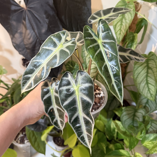 Alocasia 'Bambino'