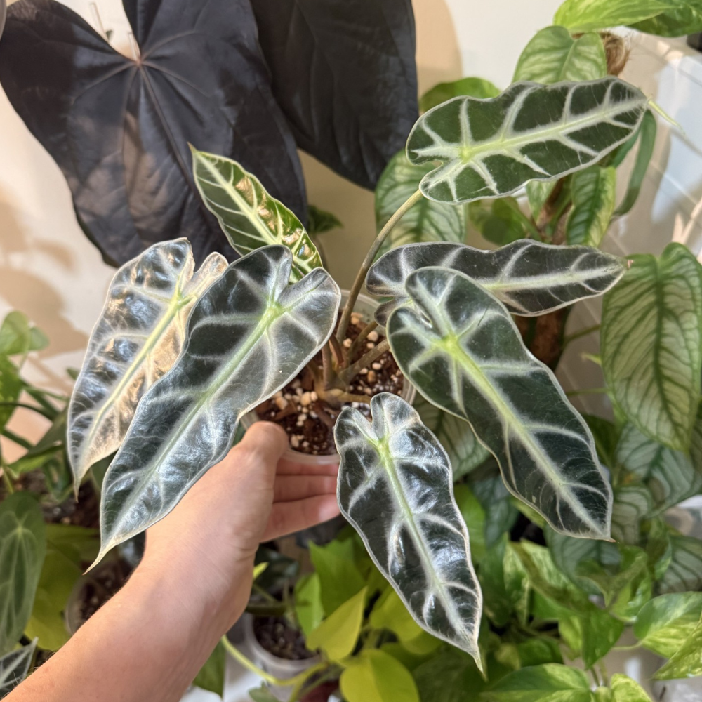 Alocasia 'Bambino'