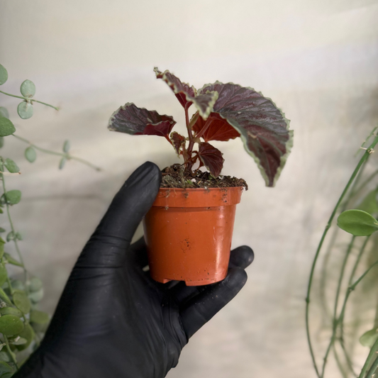 Begonia darthvaderiana 'Green Spots' 8cm - #3