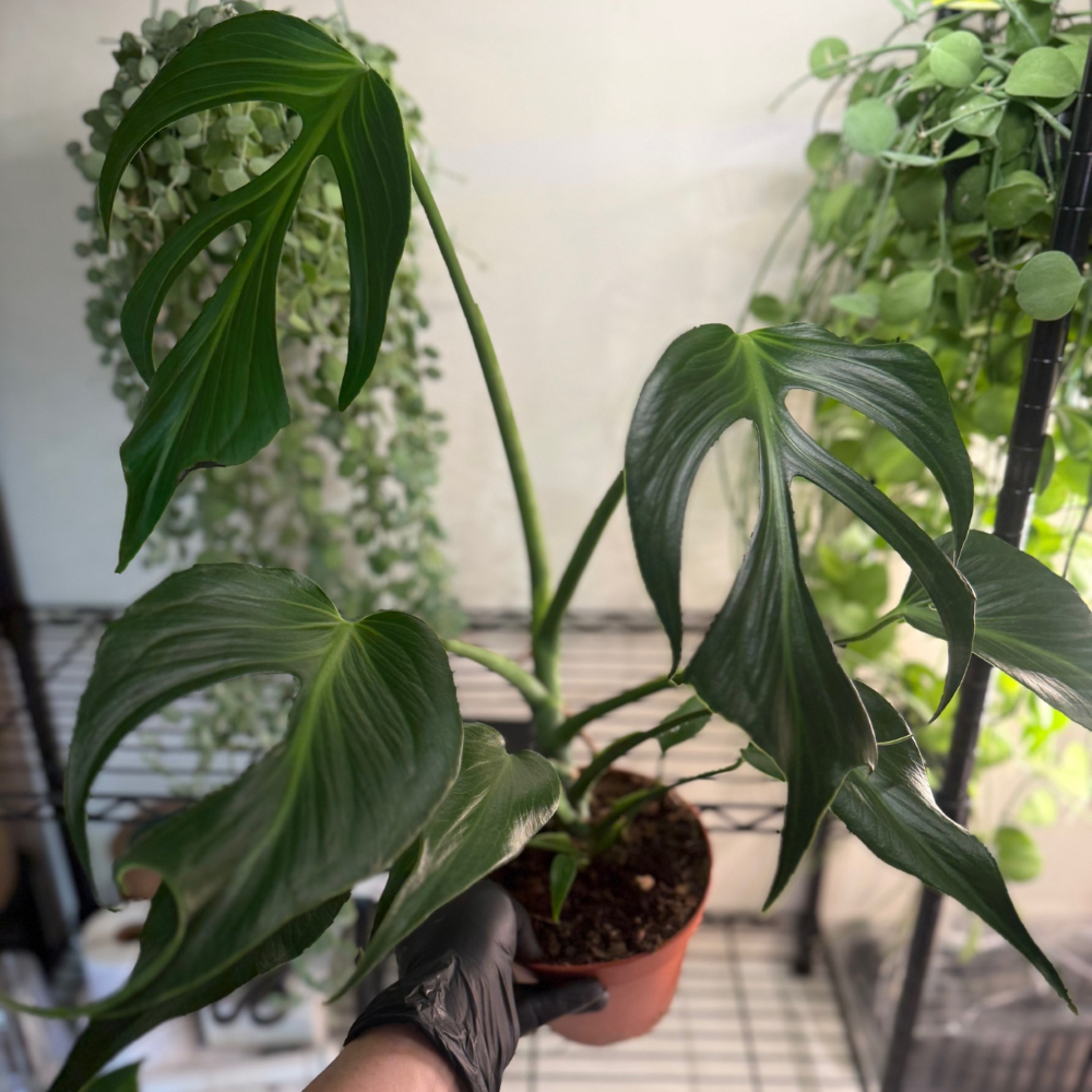 Monstera 'Burle Marx Flame' 15cm - #2