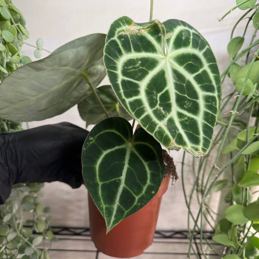 Anthurium clarinervium 12cm - #2