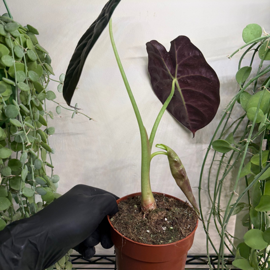 Alocasia 'Golden Bone' 12cm - #2