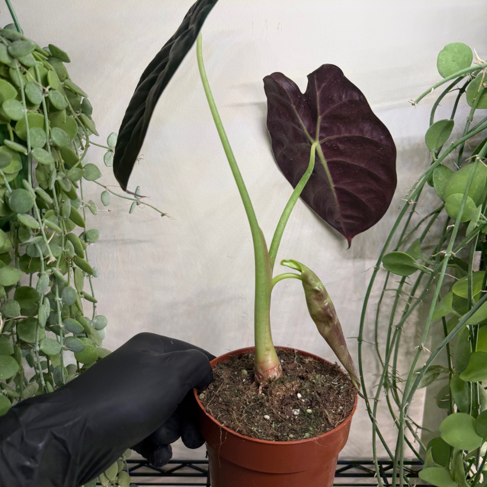 Alocasia 'Golden Bone' 12cm - #2