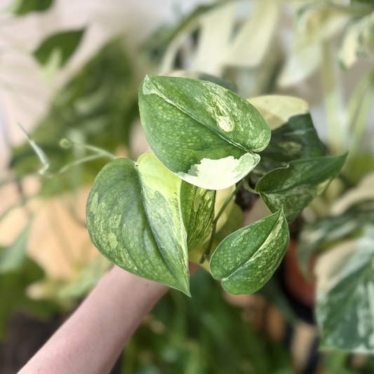 Scindapsus 'Jade Satin Variegated'
