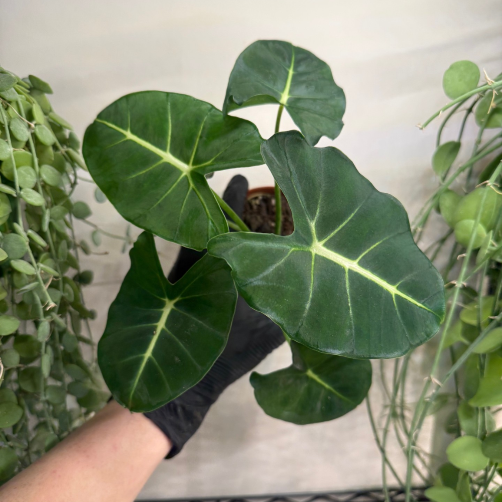 Alocasia micholitziana 'Round Type'