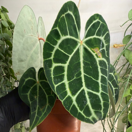 Anthurium clarinervium 12cm - #3