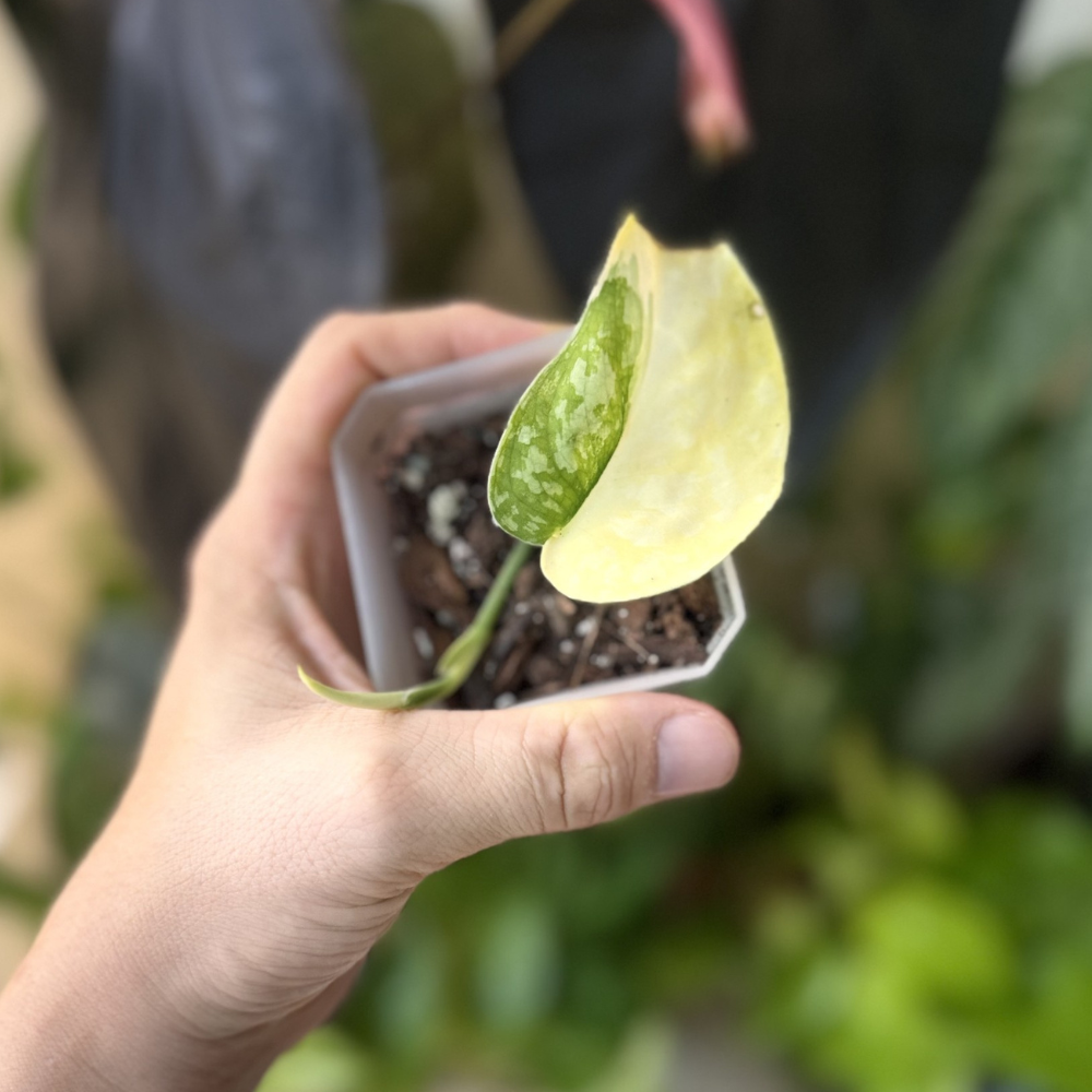 Scindapsus andalas 'Variegated'