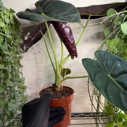 Alocasia 'Golden Bone' 12cm - #3