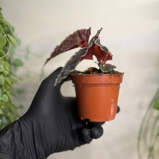 Begonia darthvaderiana 'Green Spots' 8cm - #5