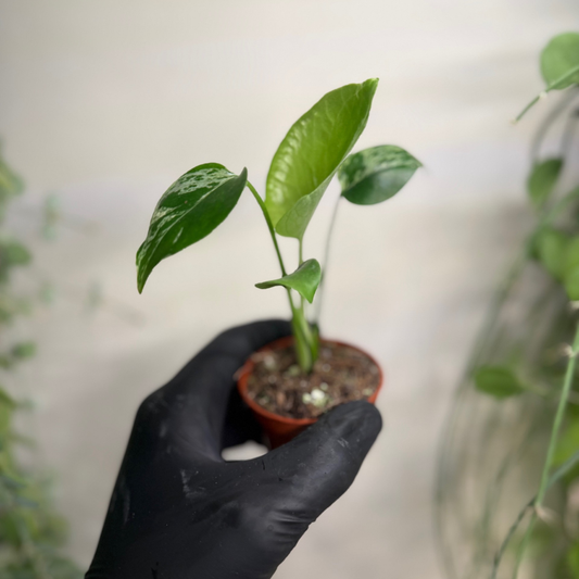 Monstera deliciosa 'Bulbasaur' 6cm - #1