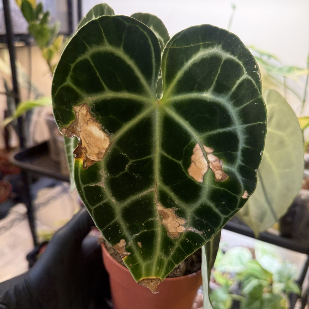 Anthurium clarinervium