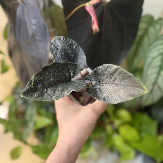 Alocasia 'Antoro Velvet'