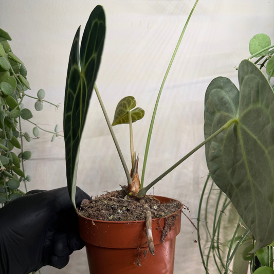 Anthurium clarinervium 12cm - #4