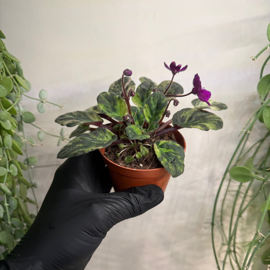 Saintpaulia 'Marble Variegata' 8cm - #1