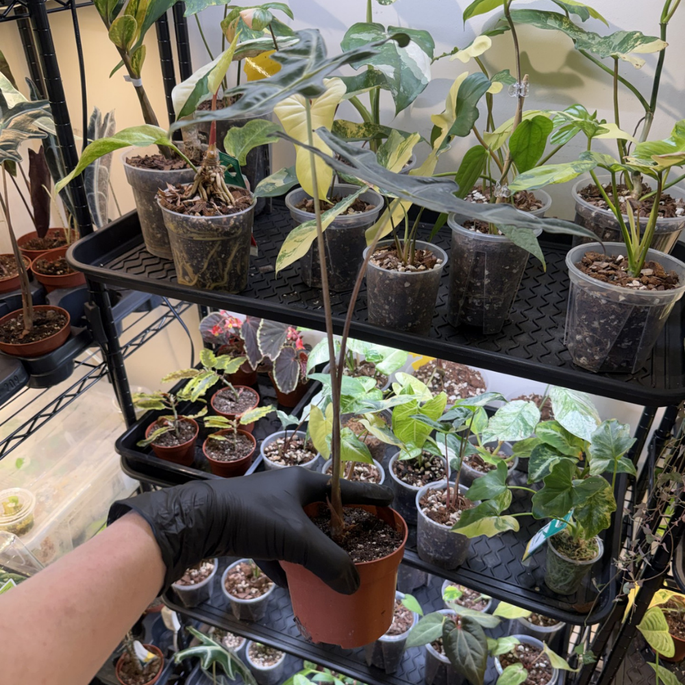 Alocasia sanderiana 'Nobilis'