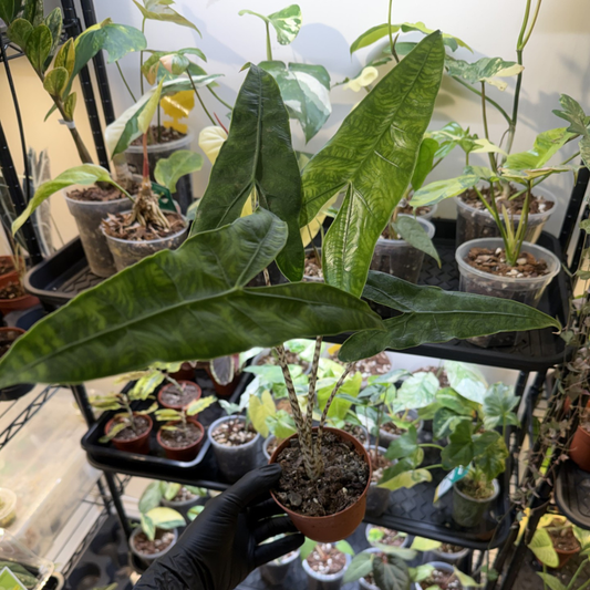 Alocasia zebrina 'Reticulata'