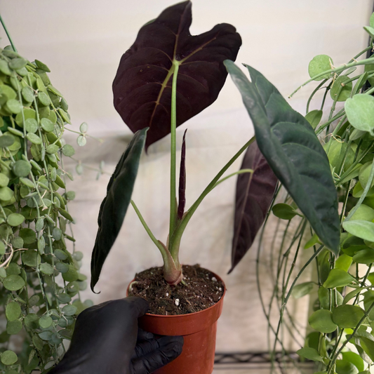 Alocasia 'Golden Bone' 12cm - #6