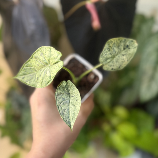 Alocasia 'Dragon Scale Mint Variegated'