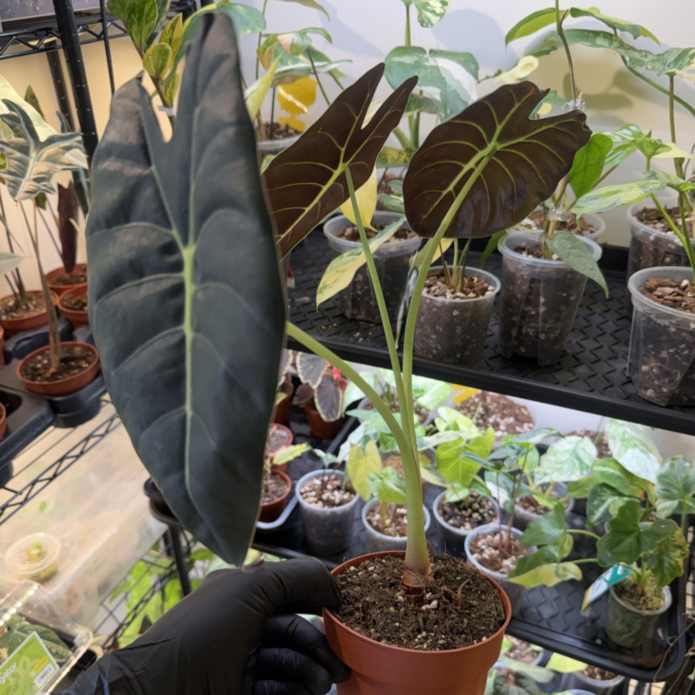 Alocasia 'Golden Bone'