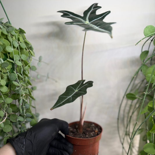 Alocasia sanderiana 'Nobilis' 10.5cm - #2