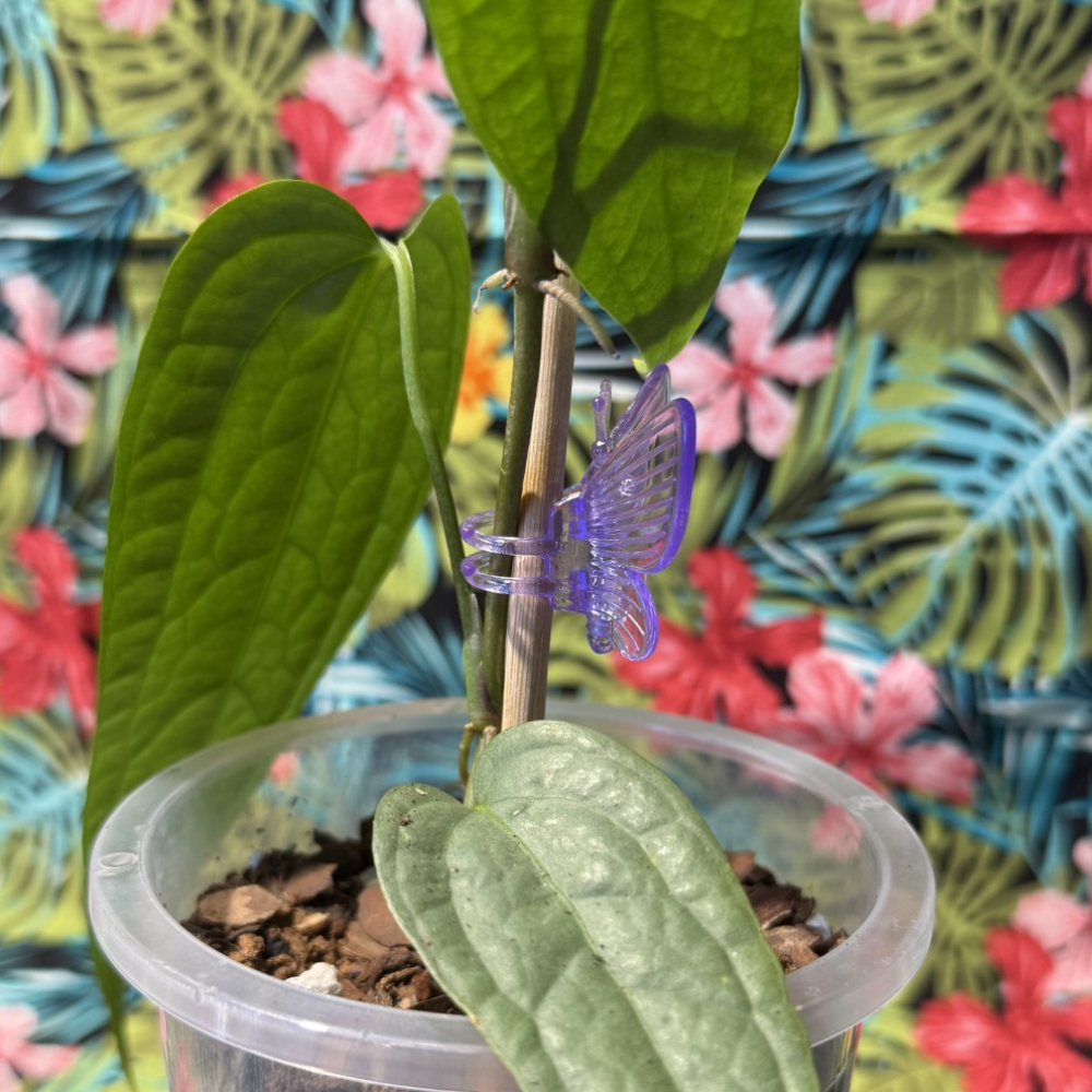 Butterfly Plant Support Clips 10pk