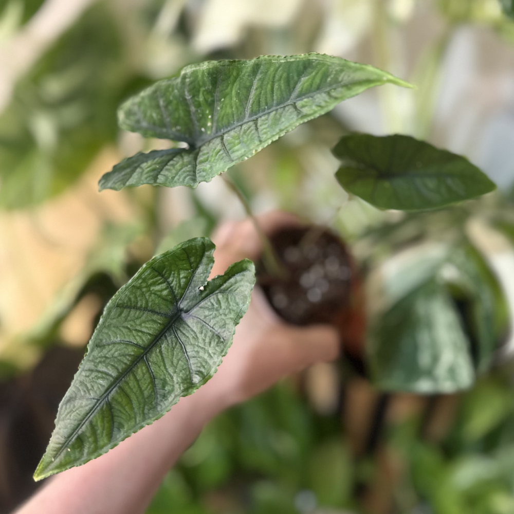 Alocasia olanii