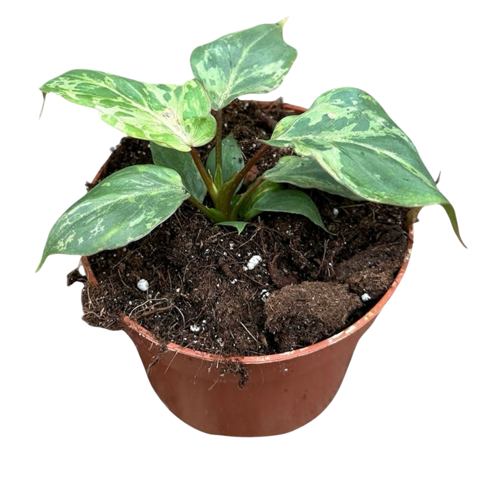 Philodendron gloriosum 'Snow Leopard'