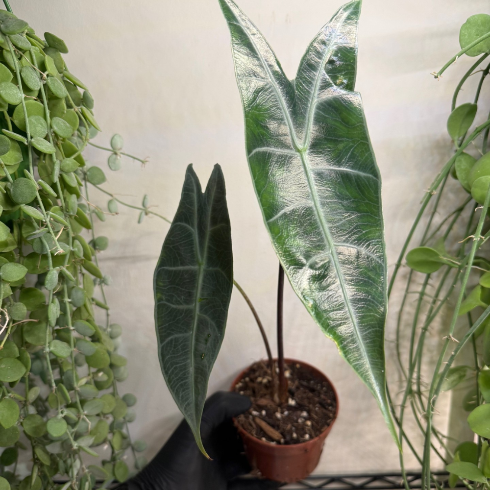 Alocasia longiloba 'Silver' 10.5cm - #1