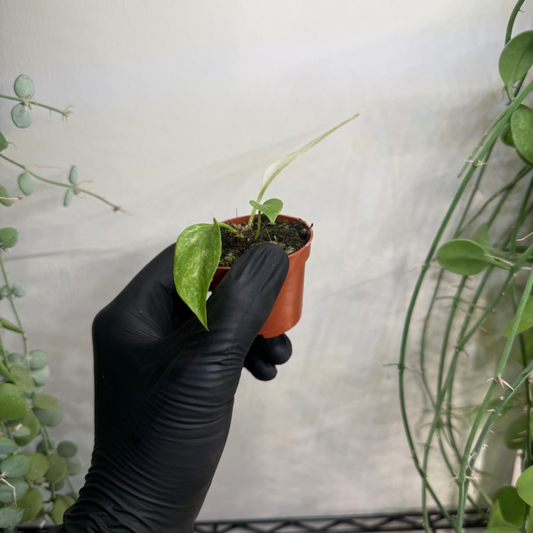 Anthurium vittariifolium 'Variegata' 6cm - #1