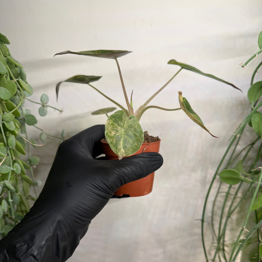 Alocasia wentii 'Variegata' 7cm - #1