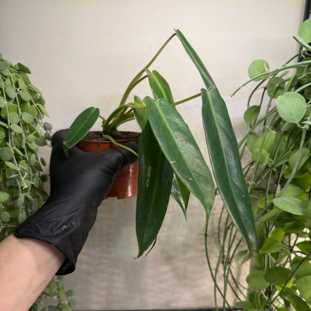 Philodendron spiritus-sancti 10.5cm - #1