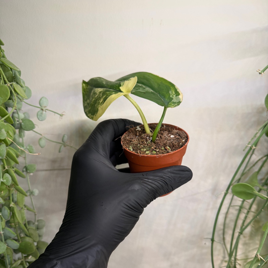 Scindapsus 'Jade Satin Variegata' 7cm - #1