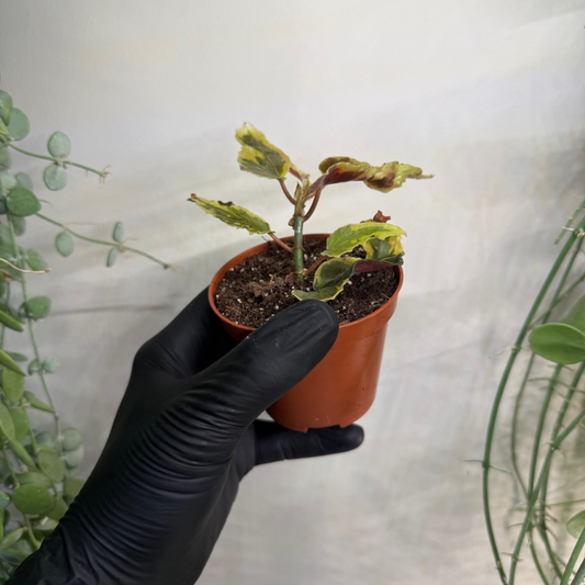 Begonia 'Dainty Spray Sport Variegata' 8cm - #1