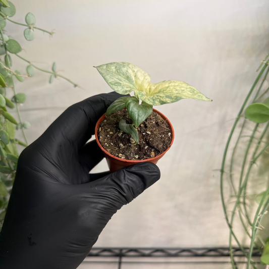 Amydrium medium 'Silver Variegata' 6cm - #1