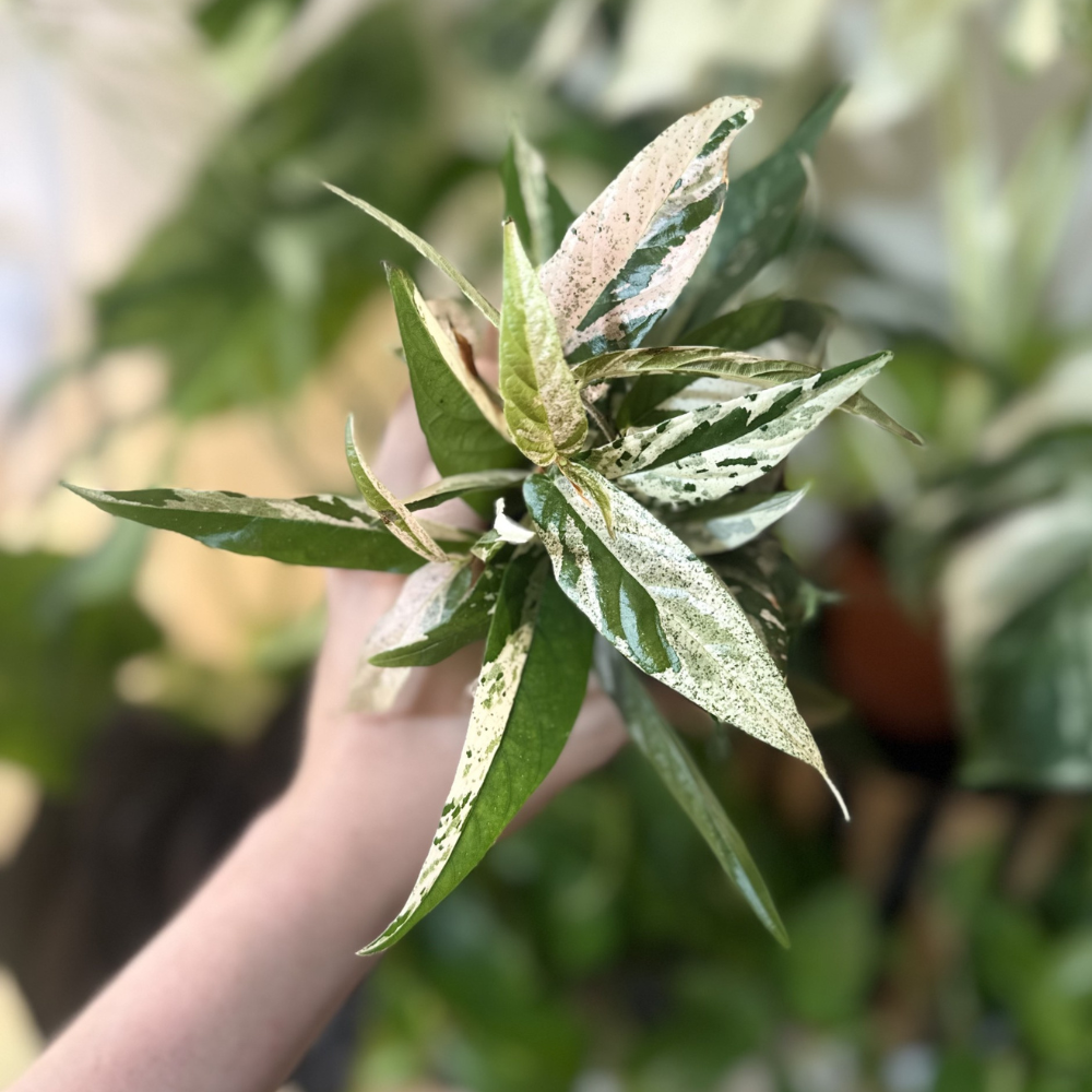 Ficus sagittata 'Pink Variegated'