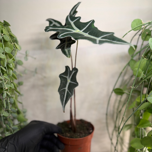 Alocasia sanderiana 'Nobilis' 10.5cm - #4