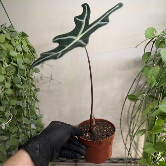 Alocasia sanderiana 'Nobilis' 10.5cm - #6
