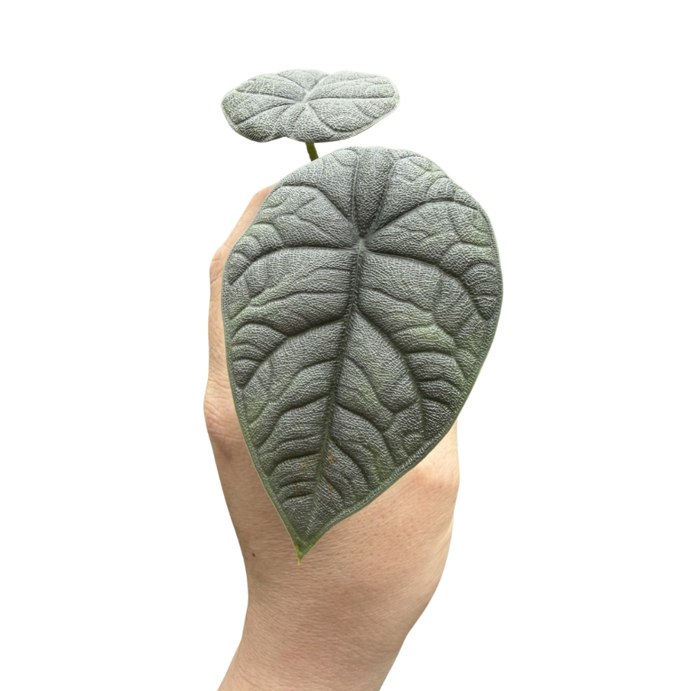 Alocasia 'Melo'