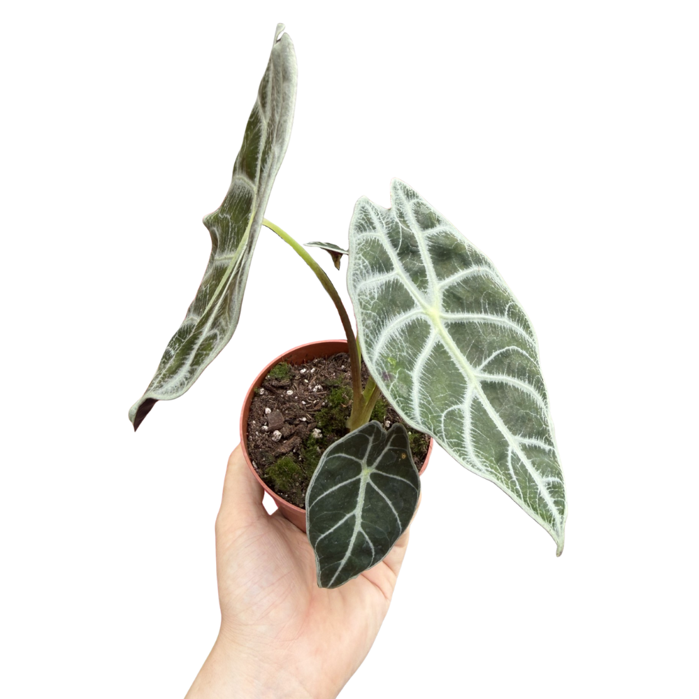 Alocasia watsoniana 'Lightning'